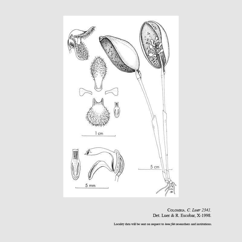 Stelis erucosa
